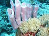 indonesia-diving-n068.jpg