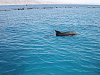 Eilat Dolphine reef