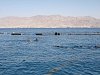 Eilat Dolphine reef