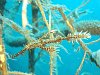 Indonésie - ghost pipe fish