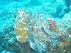 Thajsko - chobotnice