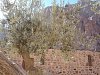 Sv. Kateřina - olivovník