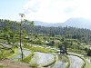 Bali - rýžová pole