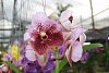 Thajsko - Phuket - Wat Chalong -tržnice orchidejí