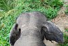 Thajsko - Phuket - výlet na slonech