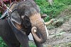 Thajsko - Phuket - výlet na slonech